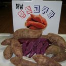 MBC9시뉴스(‘09.10.03)에 소개된 ‘고구마도 컬러시대’자색고구마판매 이미지