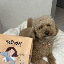 노견사료추천 유한양행 윌로펫시니어 뉴트리탑 강아지사료 솔직후기