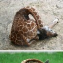 기린07-1 이미지