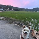 진안 농촌유학 | 시골강아지와 동네 산책 같이하기 (ft.우리)