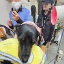 한양한방동물병원 이미지