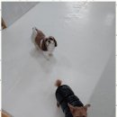 미키애견 이미지