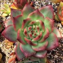 아도라블 이미지