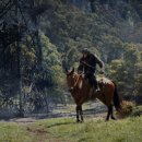 Kingdom of The Planet of The Apes 2024 이미지