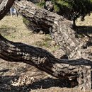 소나무병원 이미지