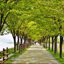 나무고아원 이미지