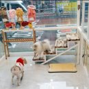 퀸펫살롱 이미지