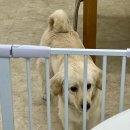 꼬소한댕 이미지