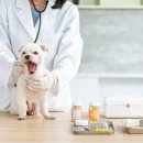 도곡동행동물병원 이미지