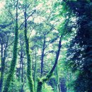 숲속 이미지