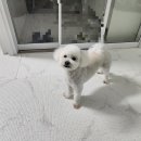 지경희동물병원 미용실 이미지