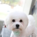 깨비 애견미용 이미지