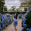 혼인지마을 | 제주 혼인지 마을 수국 개화 제주도 성산 가볼만한곳