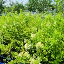 윙키핑키 이미지