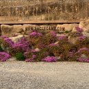 충북 제천 엉클캠프 🌸 봄의 시작 벚꽃 캠핑