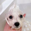 멈머링(mummuring) 네이버블로그