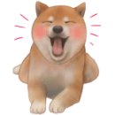 반려견과 더불어 사는 법 이미지