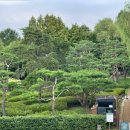 소나무 전경 이미지