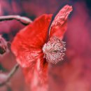 물들어간다는 것은 이미지