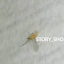 스토리샵 네이버블로그