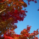 단풍나무 이미지