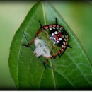 영월곤충박물관 이미지