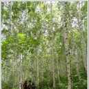 6월24일(토) 푸른 신록의 계절 대한민국 명품 숲길 자작나무 숲길 걷기 이미지