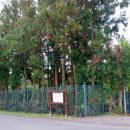 제주의 한란 이미지