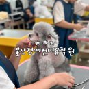 착한애견미용 이미지