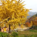 밤나무산장 이미지