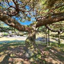 임천관아지 소나무 이미지