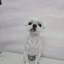 꽃보라개 이미지