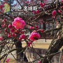 옛집 | 아산 홍매화 개화시기, 현충사 봄꽃 명소 추천