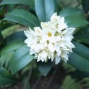 선흘리 백서향 및 변산일엽군락 이미지