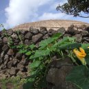 호박넝쿨 이미지