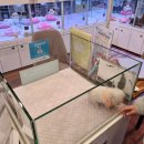 대구강아지분양 원펫 이미지