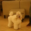 바우와우 하우스 이미지