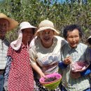 선거웰빙 영농조합법인 이미지