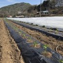 충북고추 국제뉴스