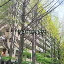 압구정-117 이미지