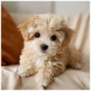 버디독 고양이분양 강아지분양 안심분양센터 인천점 | 인천강아지분양 버디독 고양이분양 강아지분양 안심분양센터 인천점 방문 후기