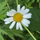 아틴 마루 | 양평 감성 숙소 추천 : 아틴마루 스프링 조식 디지털디톡스