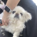 댕스얼랏 이미지