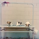 씽크독스쿨 이미지