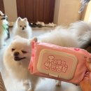 우리들의 댕댕이 이미지