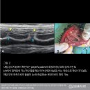 24시 리본동물영상센터 | [부산 동래 24시 리본동물의료센터] 이상문 영상센터장, 비정상처럼 보이는 정상 영상 소견