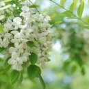 달콤한 나무 이미지