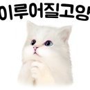 온천장고양이 이미지