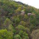 양구개느삼자생지 이미지