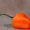 엠에프 휘트니스 이미지